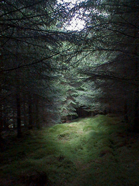 [State Forest Loch Long]