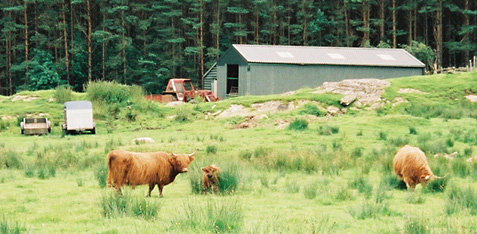 [Highland cows]